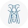 Sankey Wasp Nest Removal